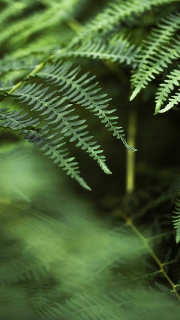 Plan macro sur une branche de fougère