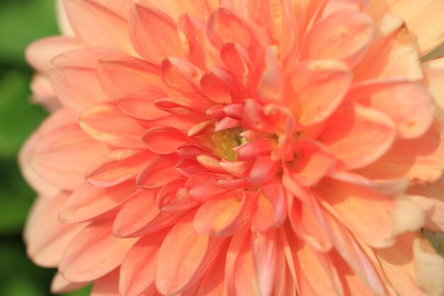 Plan macro sur Dahlia flowerorange avec fleur de dahlia jaune qui fleurit dans le jardin