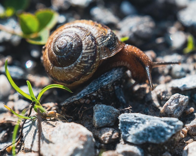 Plan macro sur un escargot à l'extérieur sur un petit rocher