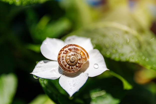 Plan macro d'un escargot sur une fleur.