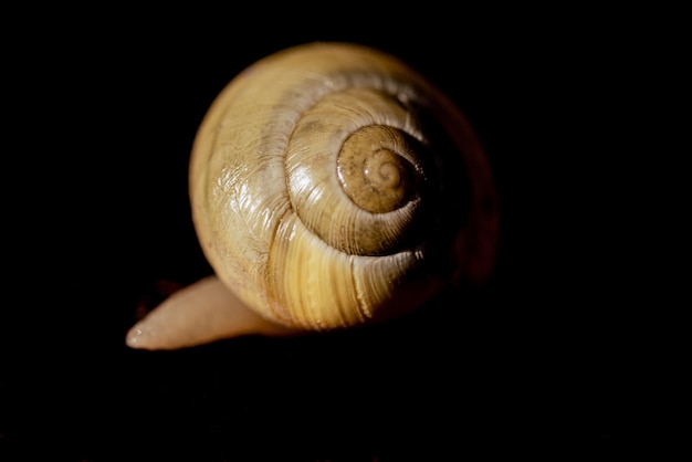 Plan macro sur l'escargot jaune vif L'escargot à lèvres blanches ou l'escargot cepaea hortensis