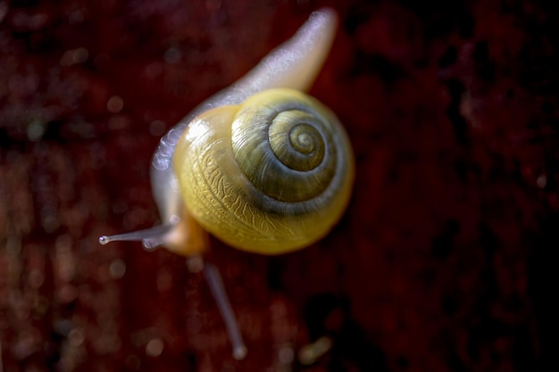 Plan macro sur l'escargot jaune vif L'escargot à lèvres blanches ou l'escargot cepaea hortensis