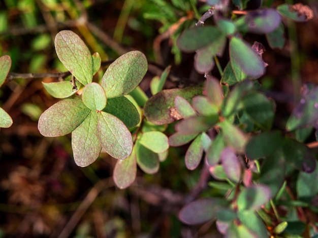 Plan macro sur des feuilles de bleuets tirées d'en haut