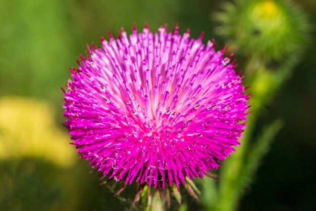 Photo plan macro sur une fleur de chardon magenta vibrante