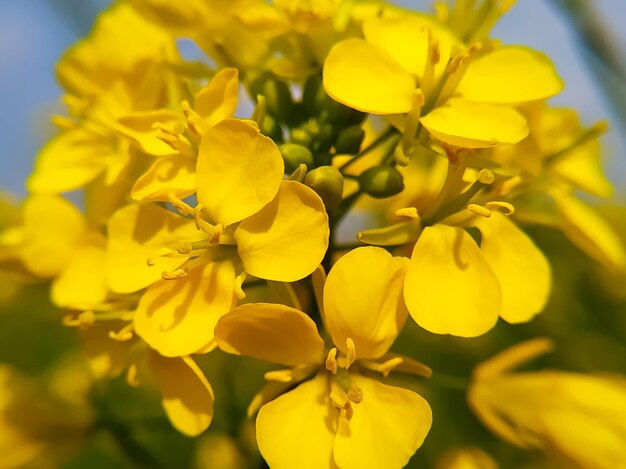 Plan macro sur une fleur de moutarde douce