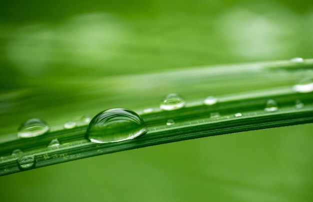 Plan macro sur des gouttelettes d'eau sur une surface de feuille verte