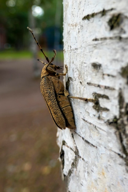 Plan macro sur le longicorne Cerambycidae sur une branche d'arbre