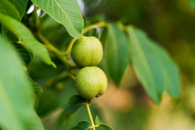 Plan macro sur les noix vertes biologiques sur la branche Vue rapprochée de la récolte des noix d'été
