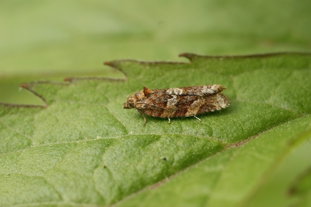 Plan macro sur un papillon (Heather Tortrix) sur la feuille