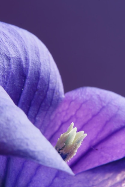 Plan macro sur les pistils d'une délicate fleur violette - pour les arrière-plans et les textures