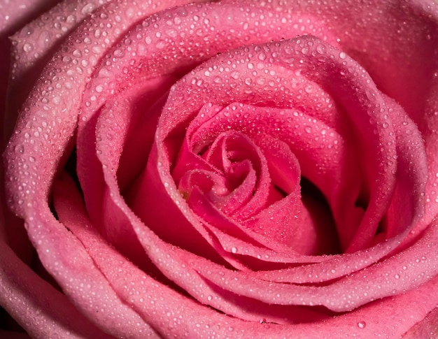 Plan macro sur une rose rose rosée