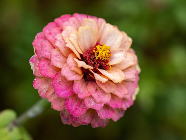 Plan macro sur un zinnia rose en fleurs