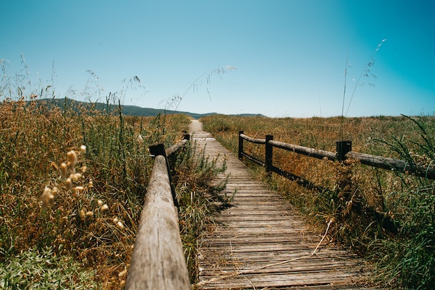 Plan paysagé du chemin menant à la plage remplie de fleurs