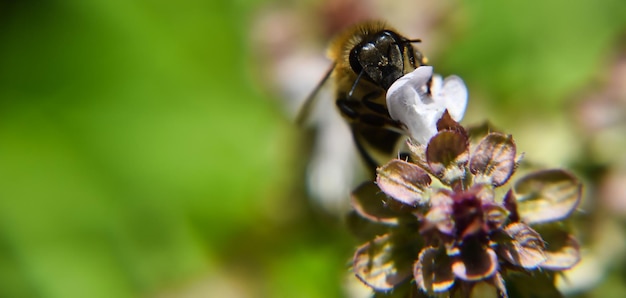 Plan rapproché d'une abeille de miel sur une branche d'arbre de floraison dans un jardin sous la lumière du soleil