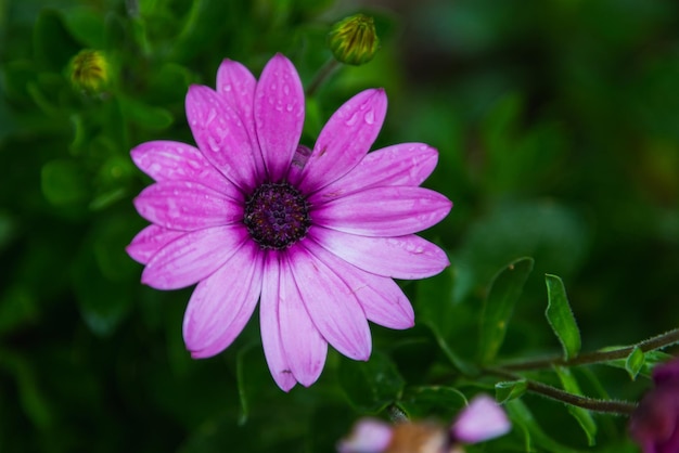 Le plan rapproché d'une belle fleur pourpre fraîche sur un fond d'herbe verte se développe dans une vue supérieure de jardin à la maison