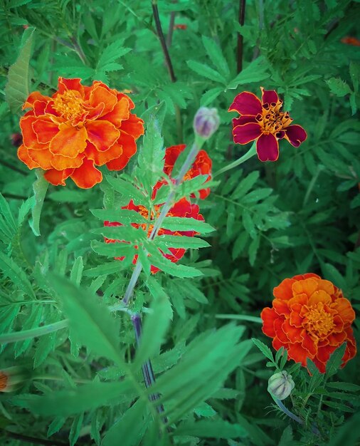 Photo plan rapproché d'une belle fleur de souci sur un fond vert dans le jardin