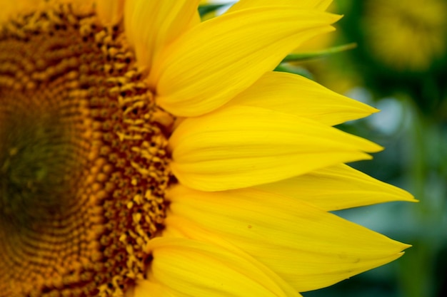 Plan rapproché d'une belle fleur de tournesol contre un ciel bleu clair et d'autres tournesols