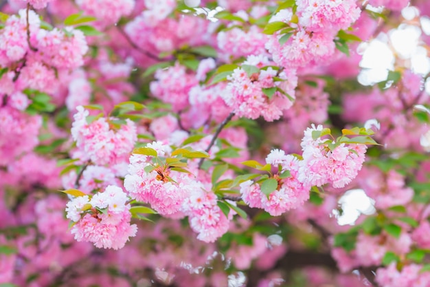 Plan rapproché de belles fleurs roses et feuilles vertes sur la cerise japonaise