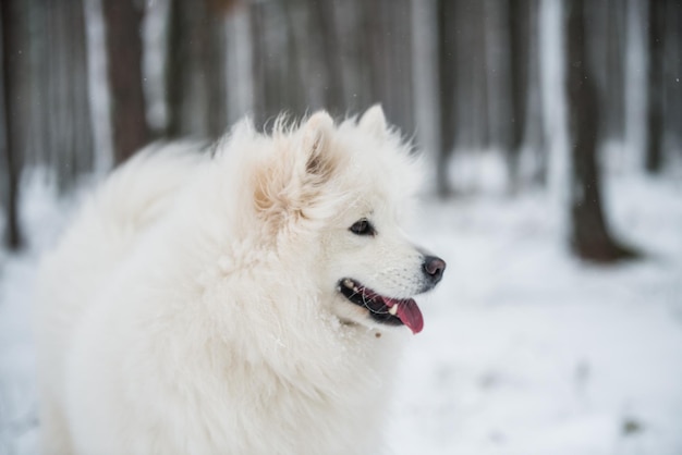 Le plan rapproché blanc de portrait de chien de Samoyède est dans la forêt d'hiver