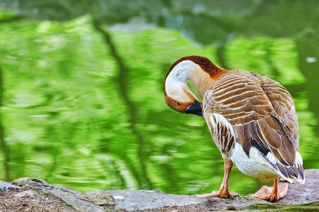 Plan rapproché d'un canard gris-brun dans leur habitat naturel.