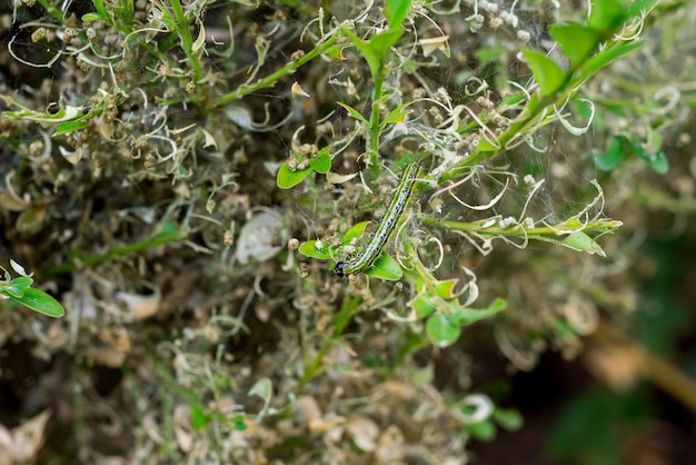 Photo plan rapproché de la chenille de buis mangeant les feuilles vertes de buis