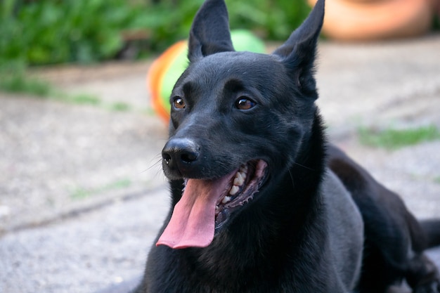 Plan rapproché d'un chien de berger belge noir gai dans un parc sous la lumière du soleil