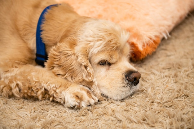 Plan rapproché du chien fatigué ying sur le tapis