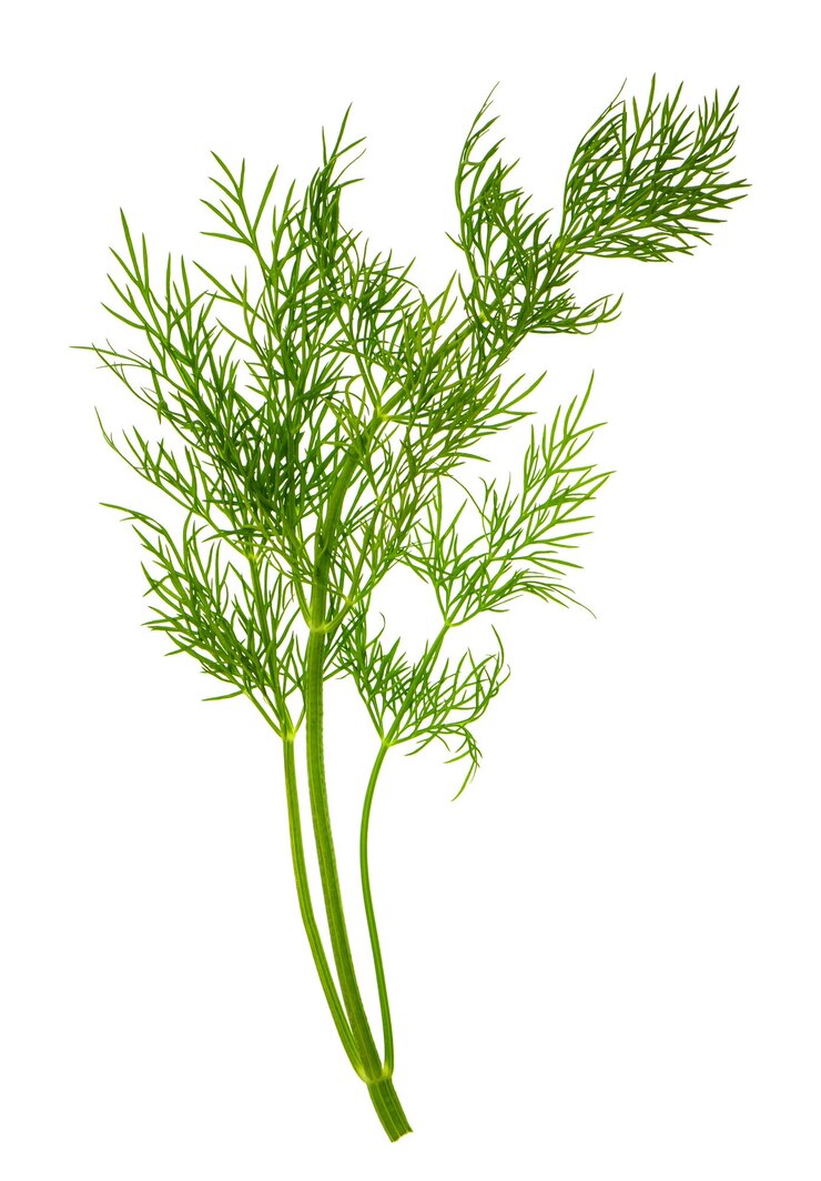 Photo plan rapproché d'une feuille d'herbe d'aneth isolée sur blanc