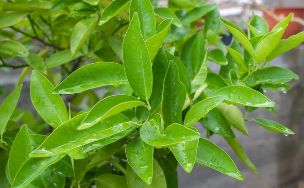 Plan rapproché des feuilles d'arbre de mandarine avec la rosée fraîche