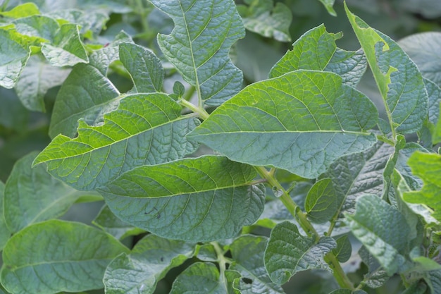 Plan rapproché des feuilles de pomme de terre endommagées mangées par des parasites