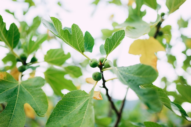 Plan rapproché des figues vertes sur des branches d'arbre parmi les feuilles d'automne jaunes et vertes