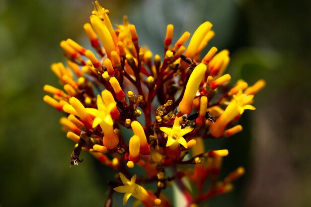 Plan rapproché de fleur jaune exotique sur le fond brouillé de l'environnement de nature