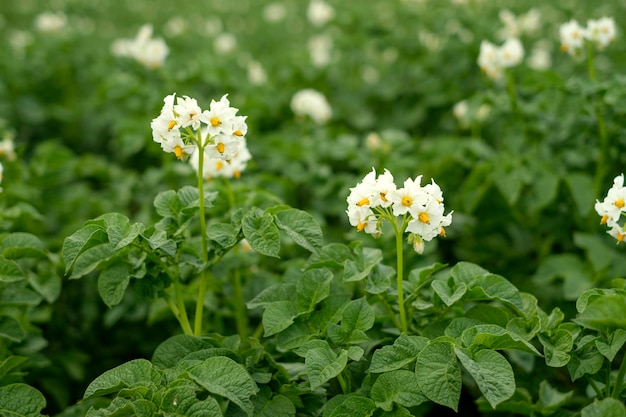 Plan rapproché des fleurs blanches d'une pomme de terre fleurissante