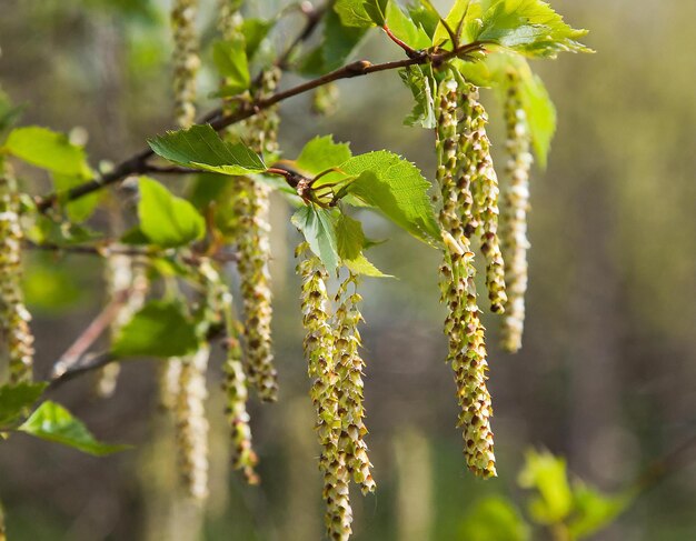 plan rapproché des fleurs de bouleau allergie au bouleau pollen