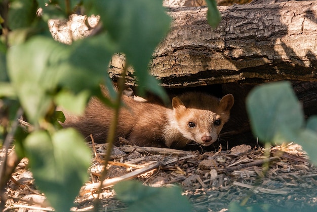 Un plan rapproché de furet se repose sous un rondin