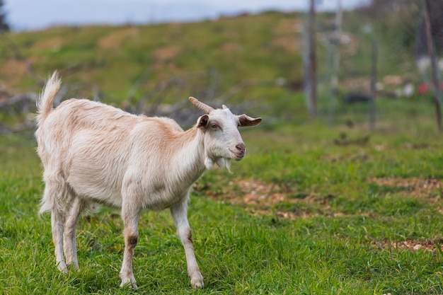 Plan rapproché d'une jeune chèvre blanche marche à l'herbe verte