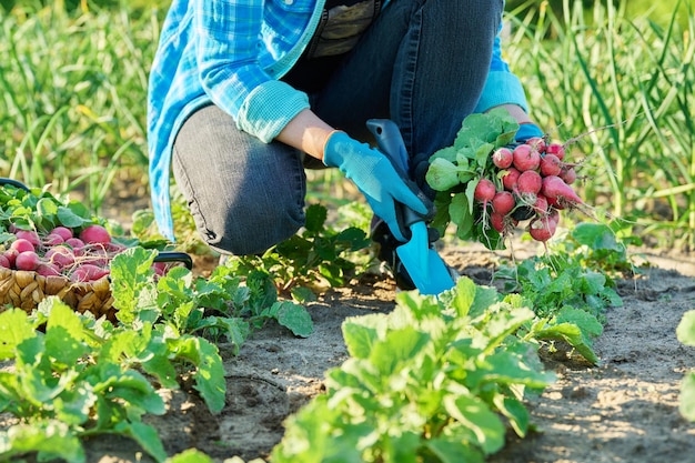 Plan rapproché des mains d'agriculteurs cueillant des radis dans le panier