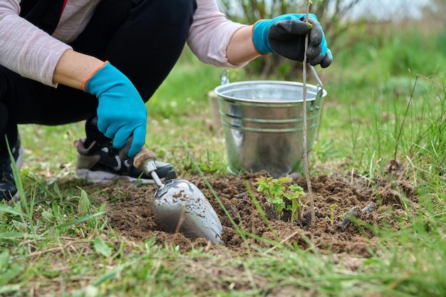 Plan rapproché des mains du jardinier dans des gants avec une pelle creusant le buisson de cassis