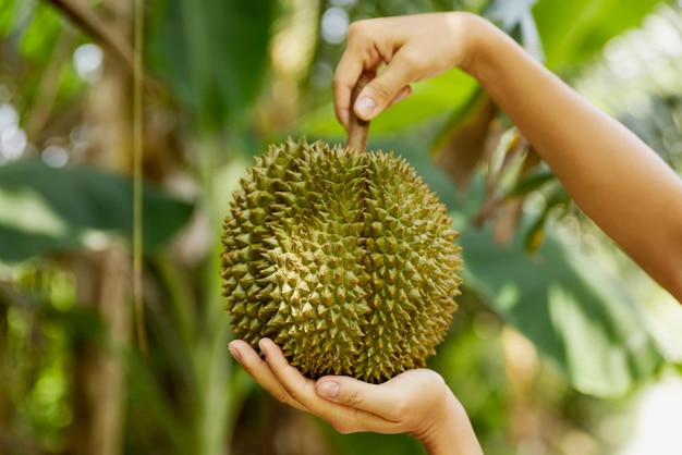 Plan rapproché des mains femelles avec le fruit enrichi de durian