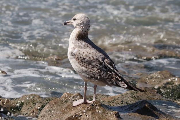 Plan rapproché d'une mouette mignonne sur un rivage rocheux sous la lumière du soleil