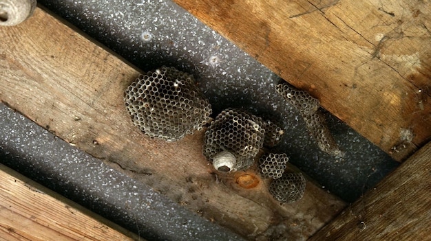 Plan rapproché d'un nid d'insecte de guêpe insectes dangereux près d'une personne