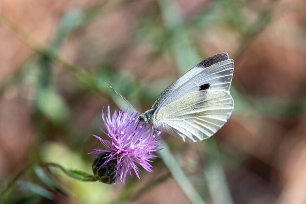 Plan rapproché d'un papillon pollinisant une fleur un jour ensoleillé