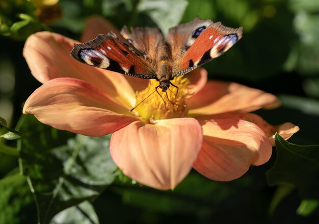 Plan rapproché d'un papillon pollinisant une fleur rassemblant le pollen