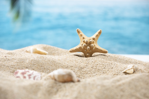 Plan rapproché d'une petite étoile de mer dans le sable sur un fond tropical d'un palmier et de l'océan