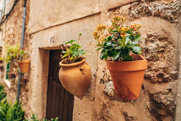 Plan rapproché des plantes en pot sur le mur par la porte du vieux bâtiment dans la ville historique