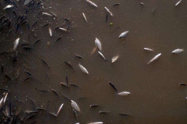 Plan rapproché des poissons morts sur la rivière provoqués par la pollution près d'une centrale thermique