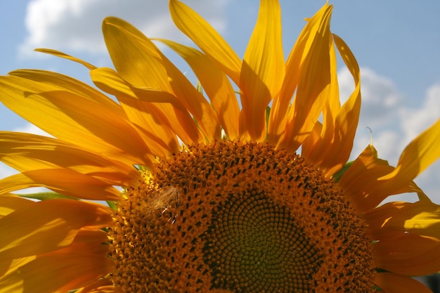 Plan rapproché de tournesol