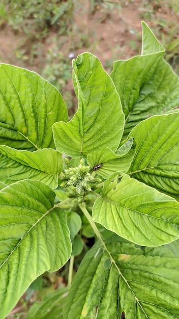 Plan rapproché d'usine d'épinards avec les feuilles vertes