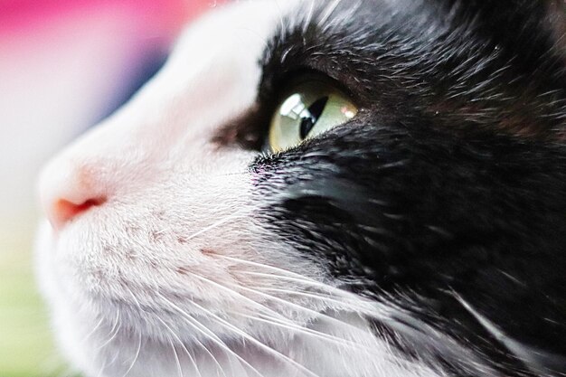 Plan rapproché des yeux d'un chat de smoking