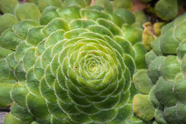 Plan de succulentes cactus au jardin de serre.